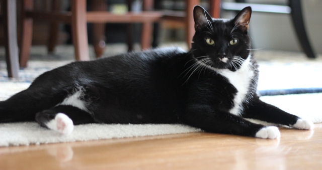 our tuxedo cat, domino