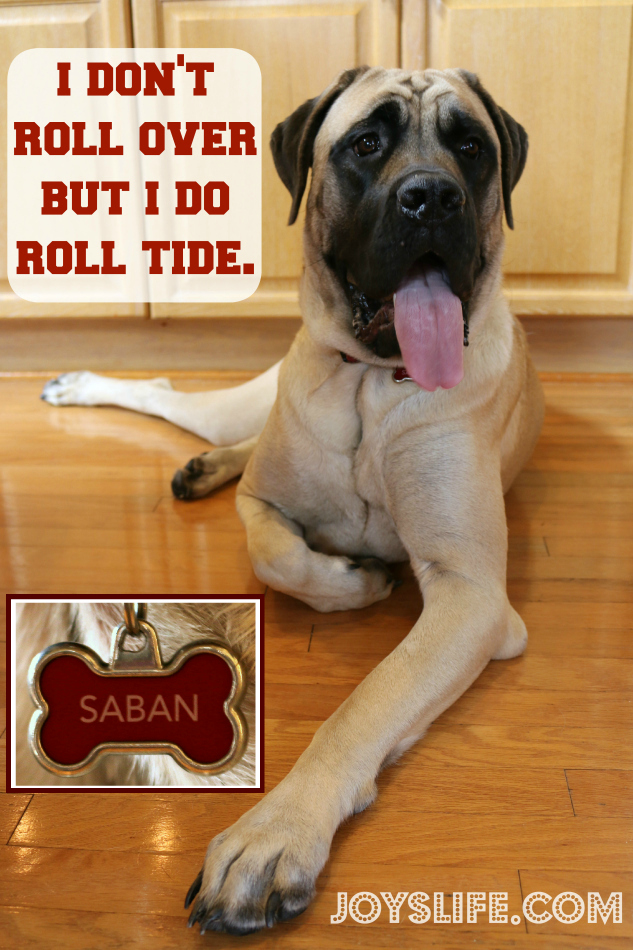 We Roll Tide with Our Alabama Game Day Food & Jell-O Jigglers #TeamJellO #shop #RollTide #Bama #footballfood #EnglishMastiff #puppy