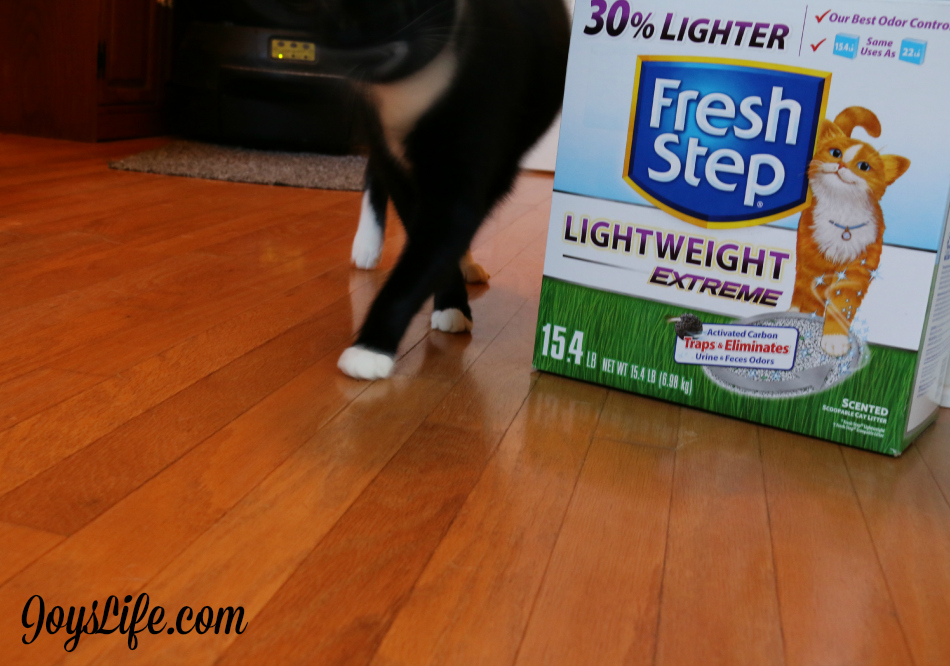 My Cat Domino's Personal Business Part 2  #FreshStepCats review #ad #cat #pets