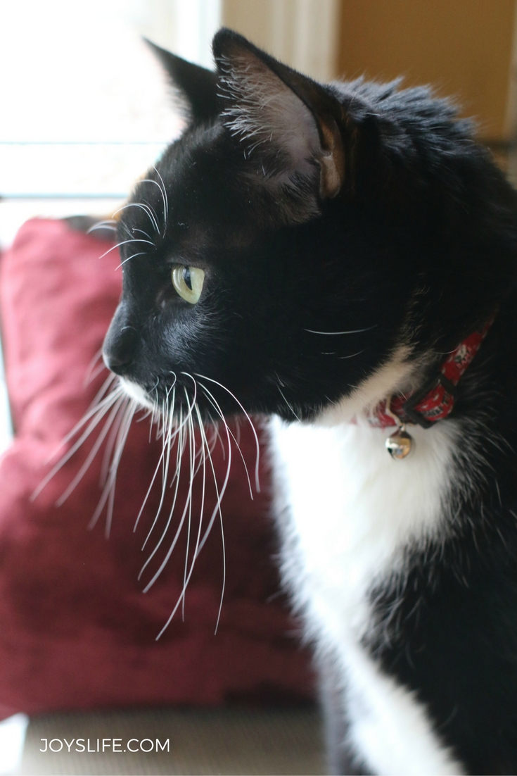 Domino tuxedo cat plotting