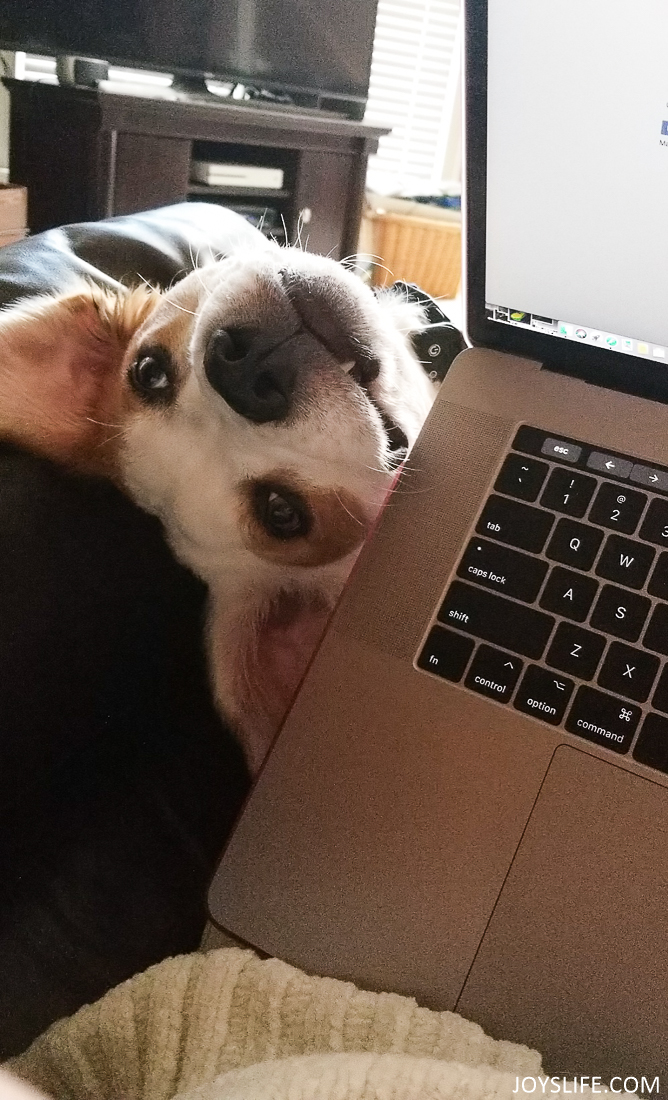Puppy head upside down on laptop 