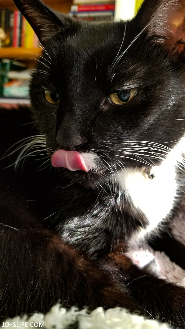 tuxedo cat tongue curled