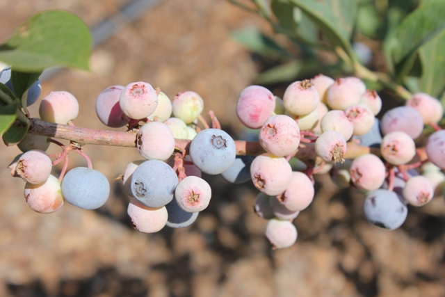 blueberries southern belle farm