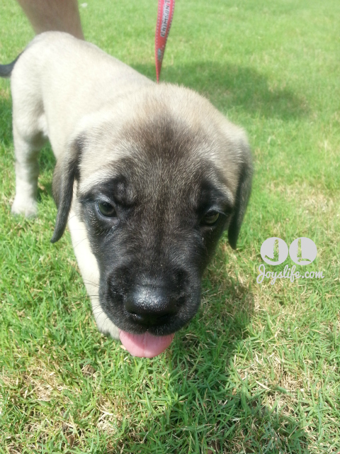 Our English Mastiff Puppy Arrives, Her Toys & More