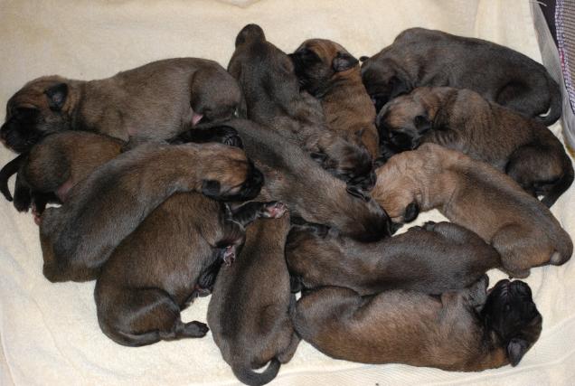 Saban's brothers and sisters - born April 21, 2012