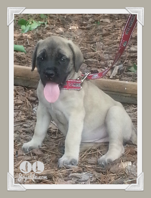 8 week old english sales mastiff