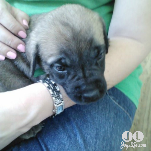 Baby Saban - Our English Mastiff Puppy