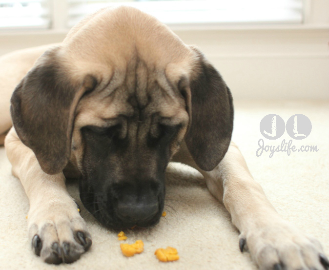 saban english mastiff eating dog biscuit at joyslife