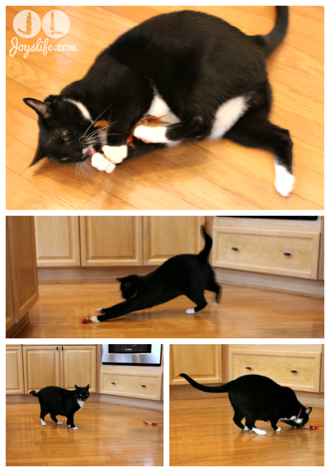 My Cat Playing with Walgreens Pet Gifts #HappyAllTheWay #shop #cbias