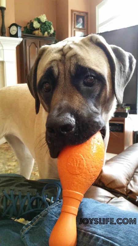 Saban My English Mastiff Turned One #Saban #EnglishMastiff #Joyslife