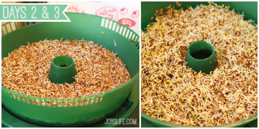 Grow Your Own Sprouts and Eat Healthy, Save Money & Know The Source #Healthy #Sprouts #Alfalfa