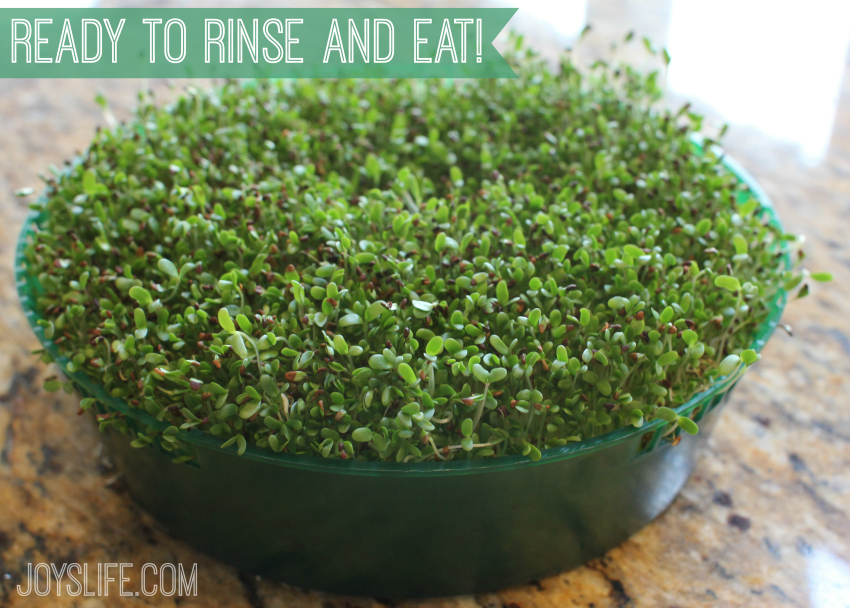 Grow Your Own Sprouts and Eat Healthy, Save Money & Know The Source #Healthy #Sprouts #Alfalfa