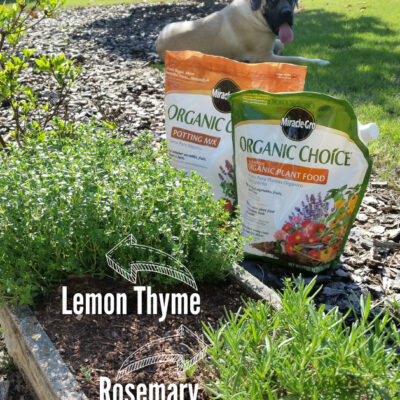 Rosemary & Thyme Butter Recipe from Our Herb Garden Plus a Garden Update #OrganicChoice #HerbButter #Recipe #Garden #ContainerGardening