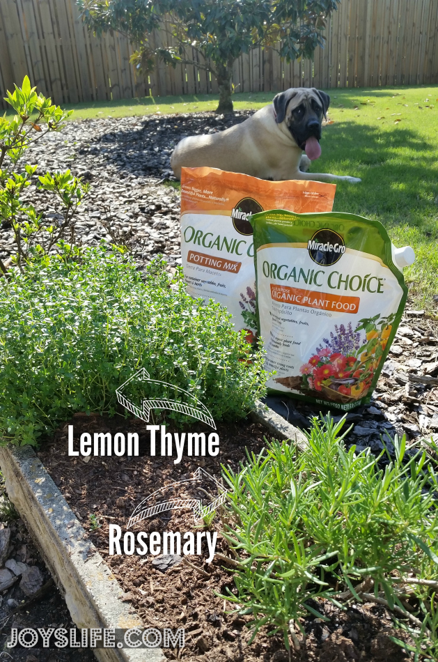 Rosemary & Thyme Butter Recipe from Our Herb Garden Plus a Garden Update #OrganicChoice #HerbButter #Recipe #Garden #ContainerGardening