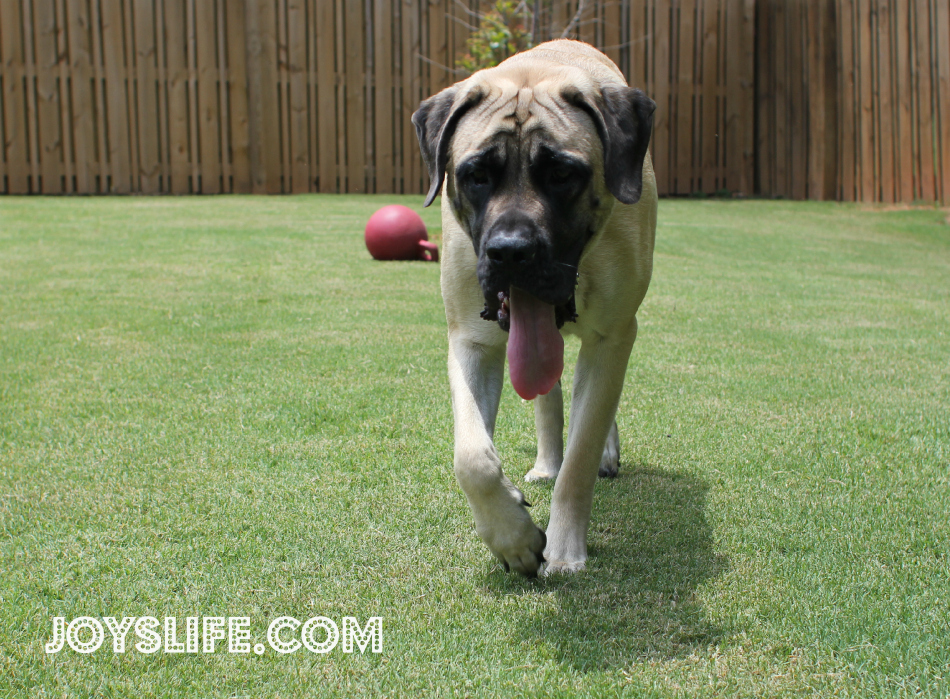 Keeping My Dog, Saban, Healthy and Happy This Summer #petarmorprotects #EnglishMastiff #puppy