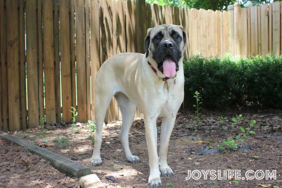 Keeping My Dog, Saban, Healthy and Happy This Summer #petarmorprotects #EnglishMastiff #puppy