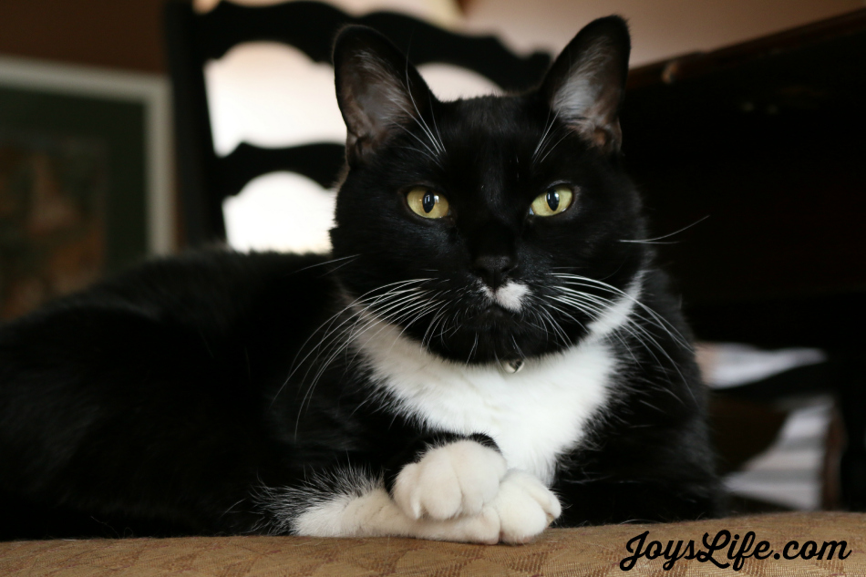 My Cat Domino's Personal Business #FreshStepCats #ad #cat #pets