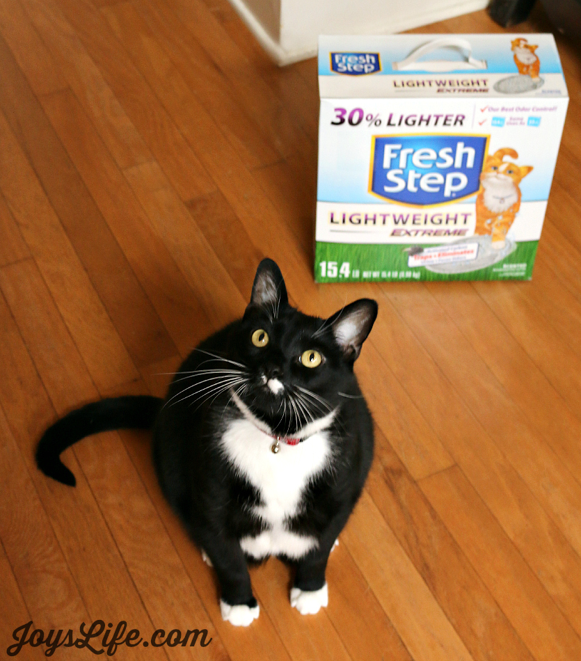 My Cat Domino's Personal Business #FreshStepCats #ad #cat #pets