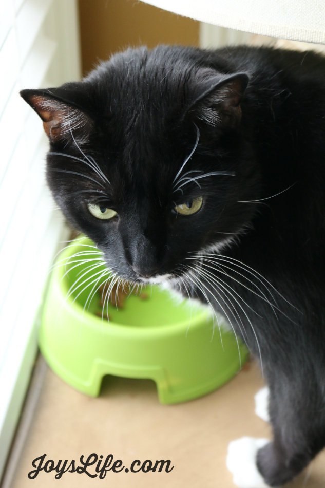 tuxedo cat eating