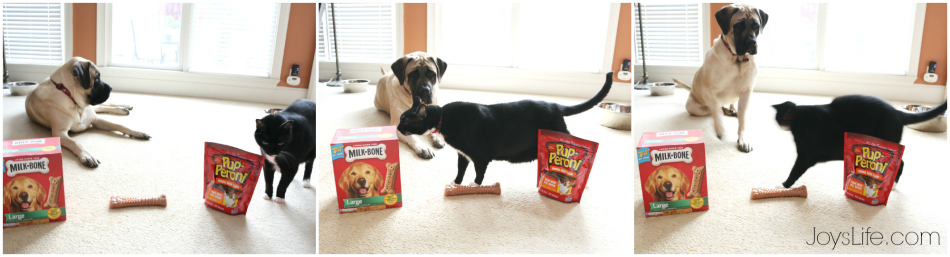 Easy Vinyl Dog Bowl DIY with Milk-Bone & Pup-Peroni  #TreatThePups #Ad #SilhouetteCameo #DIY #EnglishMastiff #DogBowl