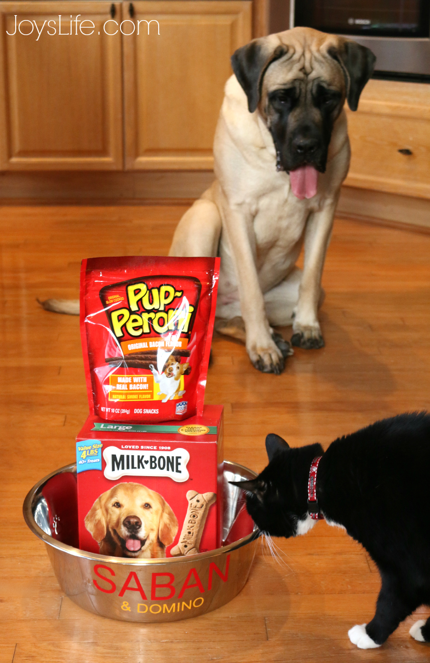 Easy Vinyl Dog Bowl DIY with Milk-Bone & Pup-Peroni  #TreatThePups #Ad #SilhouetteCameo #DIY #EnglishMastiff #DogBowl