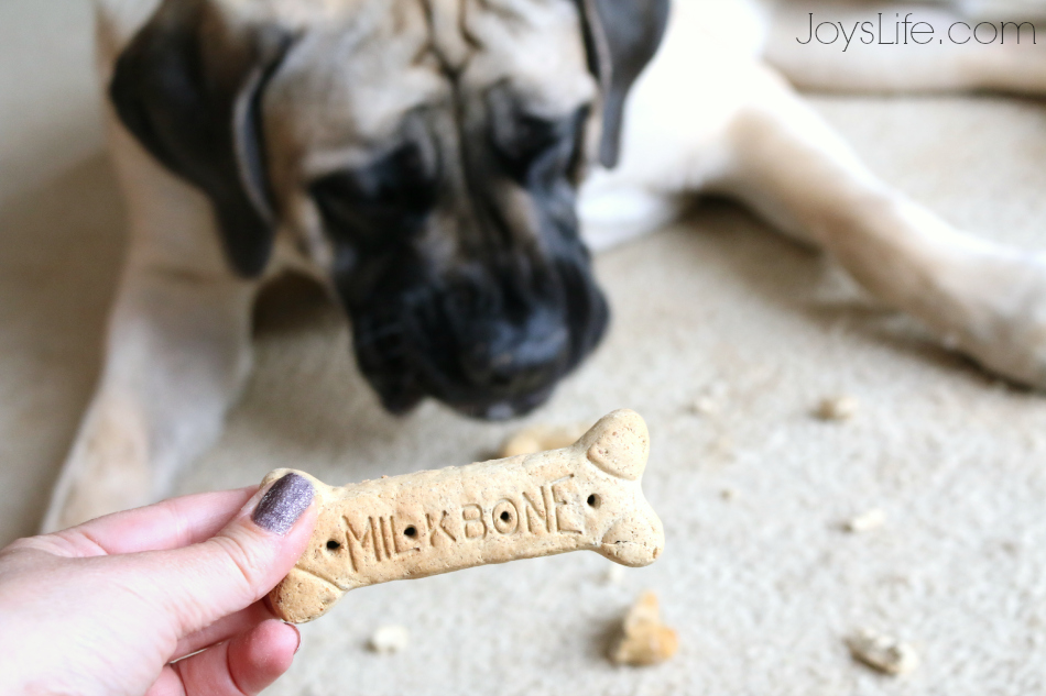 Easy Vinyl Dog Bowl DIY with Milk-Bone & Pup-Peroni  #TreatThePups #Ad #SilhouetteCameo #DIY #EnglishMastiff #DogBowl