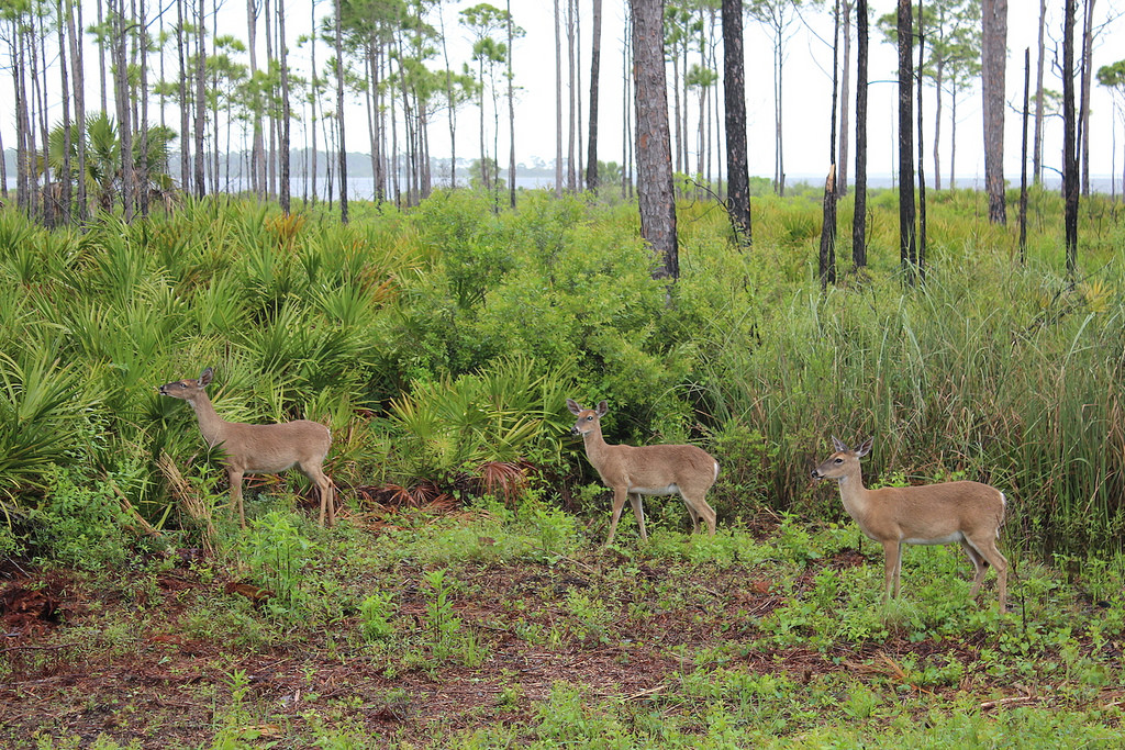 Gulf County Adventures Become Traditions #GCFLnofilter #ad