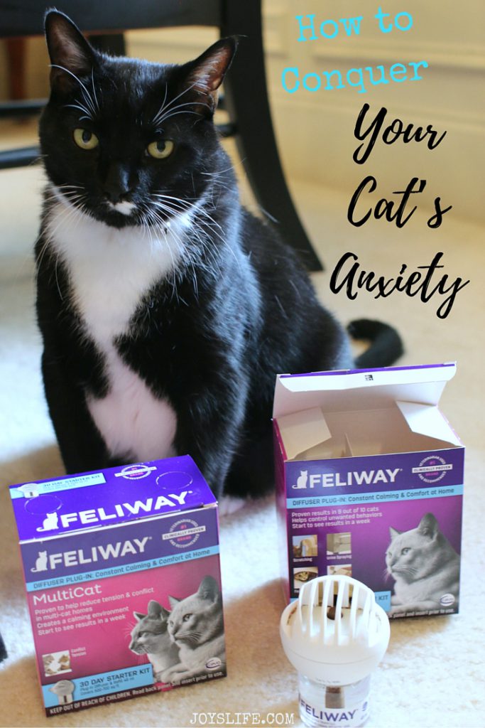How to Conquer Your Cat’s Anxiety - Joy's Life - Flea Combs For Cats With Anxiety Related To Strangers
