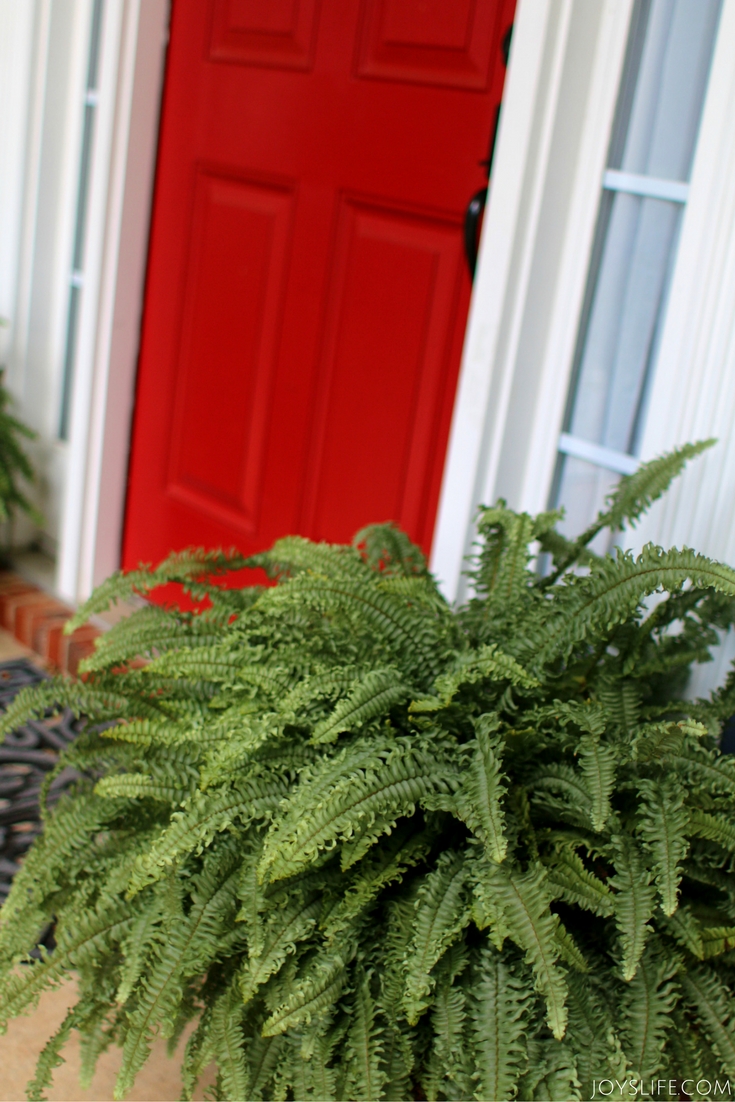 red door green fern