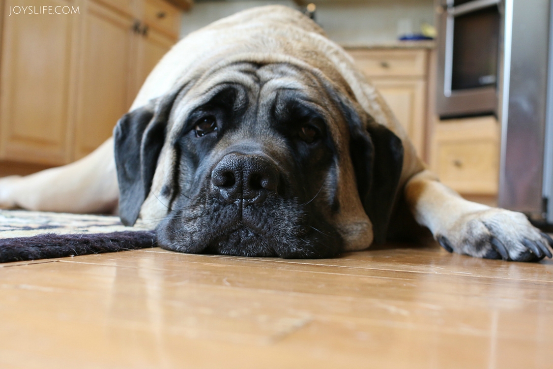 saban english mastiff swiffer floor