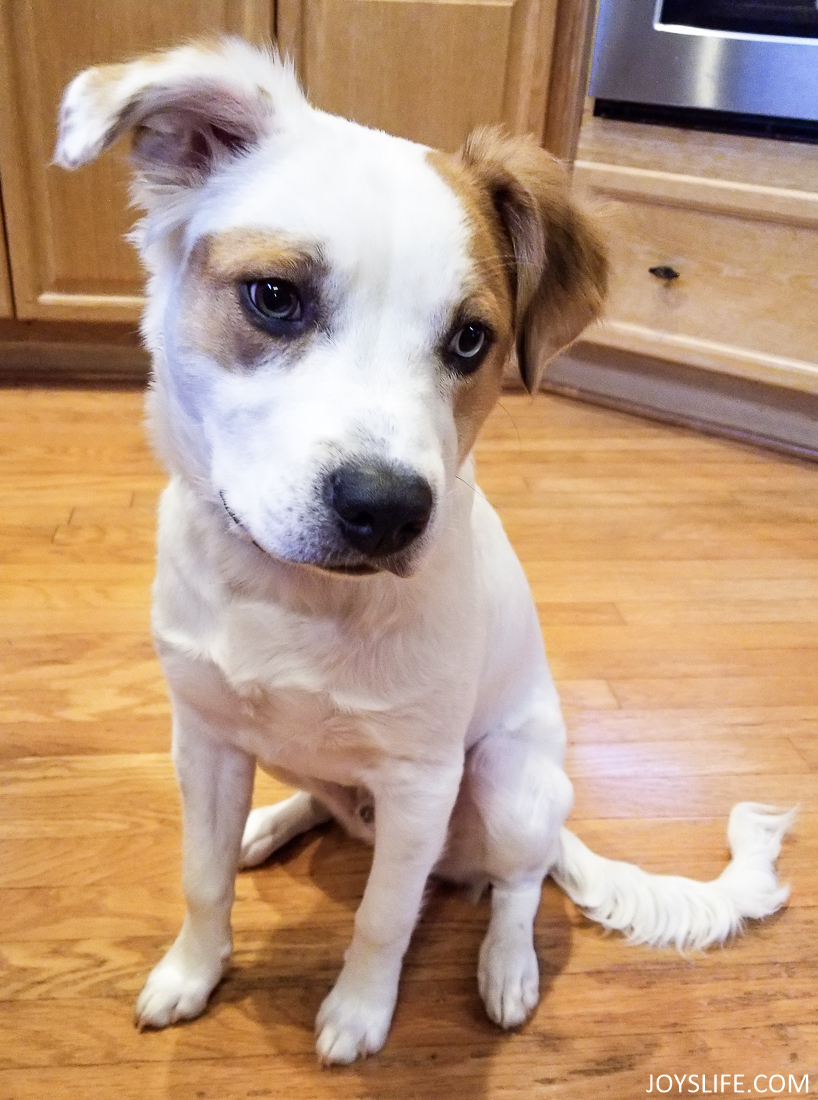 rescue Australian shepherd puppy