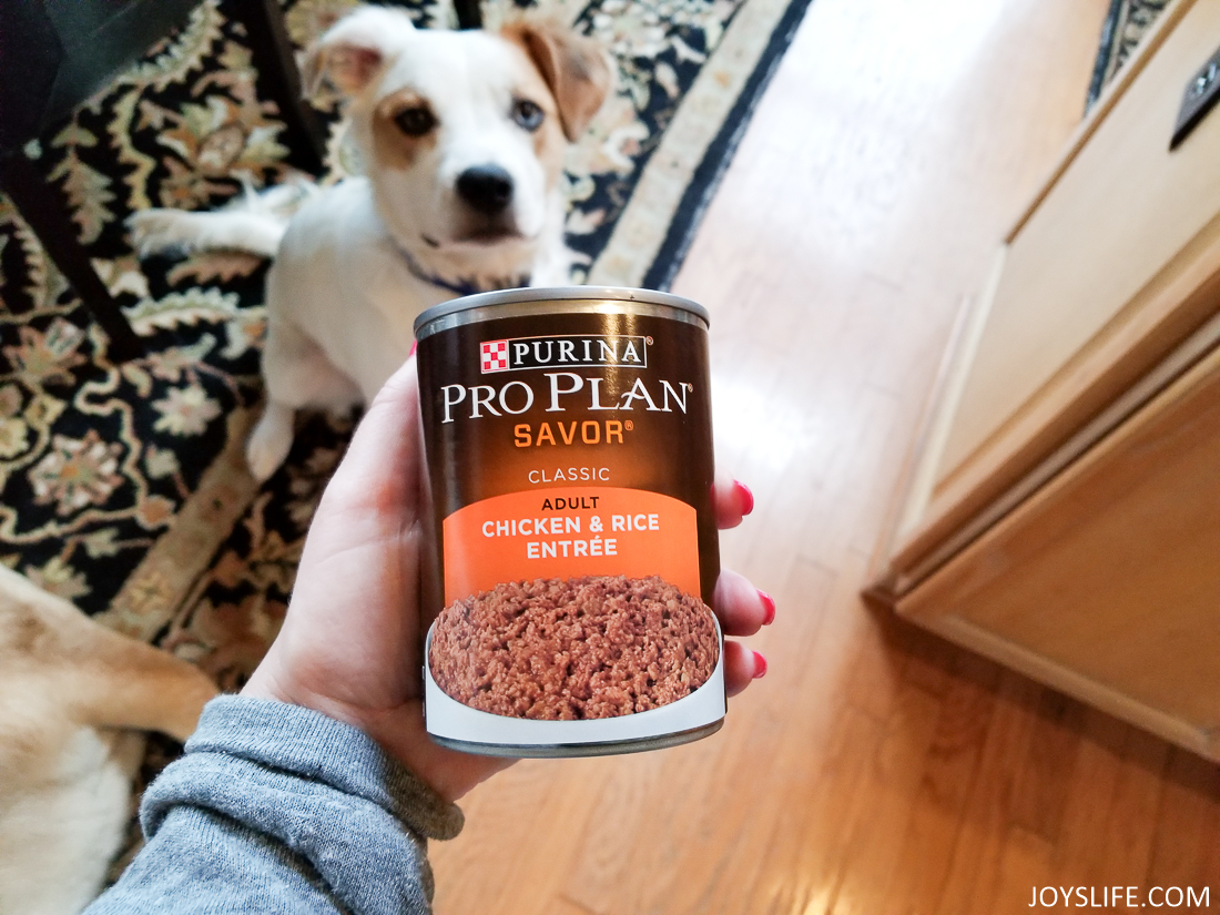 Purina Pro plan at home