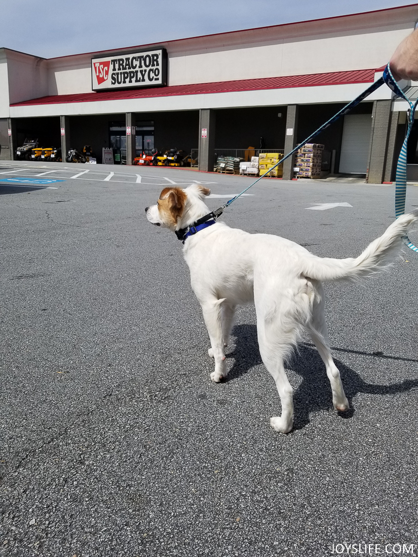 Dog feeders at tractor supply sale