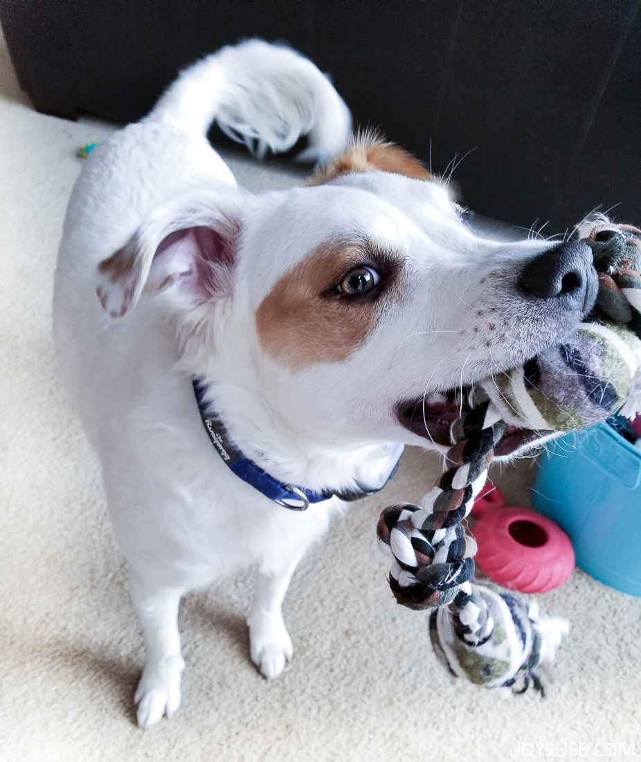 Puppy with rope toy 