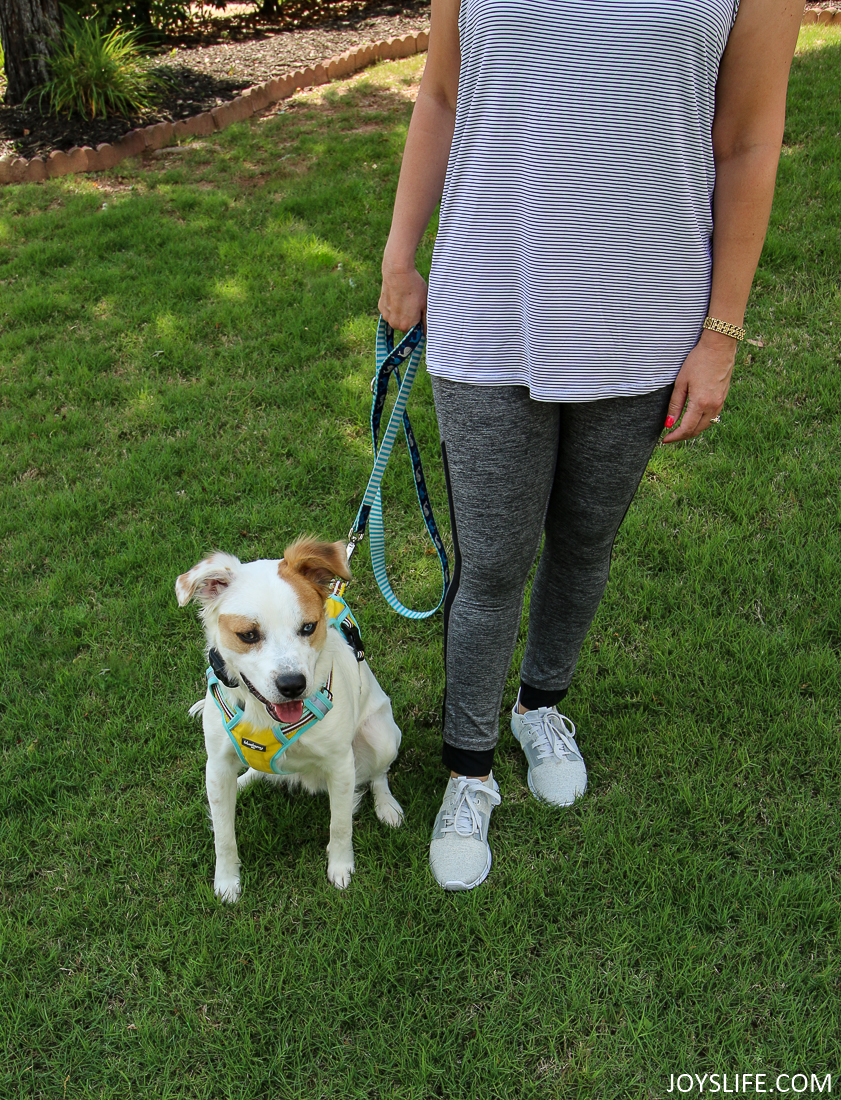 Reebok Trilux and brittany spaniel