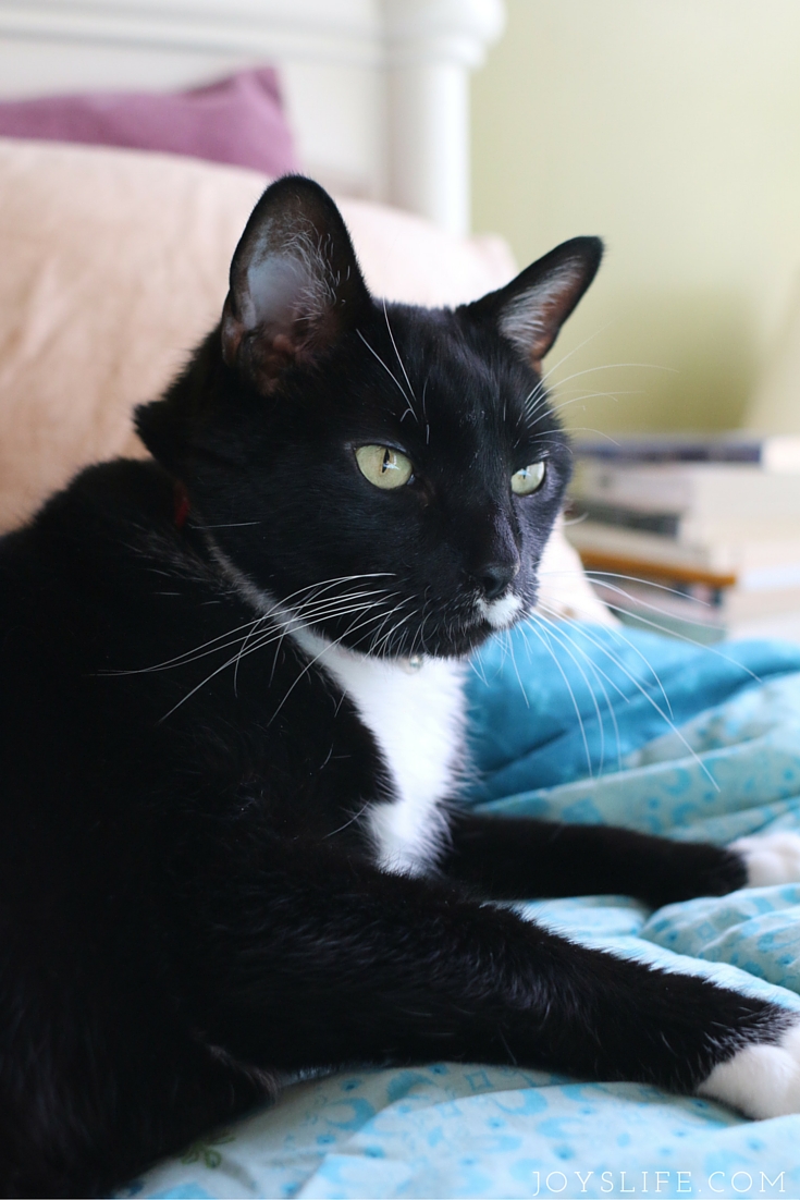 tuxedo cat on bed